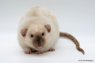 Illustration de l'article : 20 photos de rats de compagnie qui nous surprennent par leur tendresse et leur charme insoupçonné