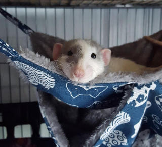 Illustration de l'article : 20 photos de rats de compagnie qui nous surprennent par leur tendresse et leur charme insoupçonné