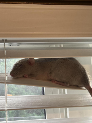 Illustration de l'article : 20 photos de rats de compagnie qui nous surprennent par leur tendresse et leur charme insoupçonné