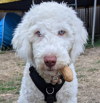 Illustration de l'article : Une propriétaire dévouée enseigne la langue des signes à son chien sourd pour faciliter leur communication (vidéo)