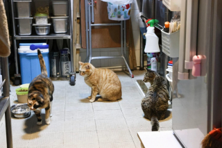 Illustration de l'article : Cette femme perd son travail et en profite pour réaliser son rêve : sauver des chats errants