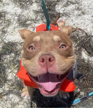 Illustration de l'article : Ce chien ne peut plus faire d’exercice à cause de ses problèmes cardiaques, alors il voyage à bord du sac à dos de sa maîtresse