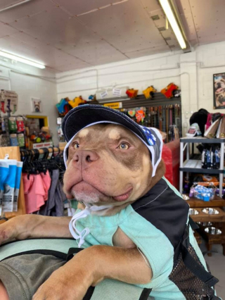 Illustration de l'article : Ce chien ne peut plus faire d’exercice à cause de ses problèmes cardiaques, alors il voyage à bord du sac à dos de sa maîtresse