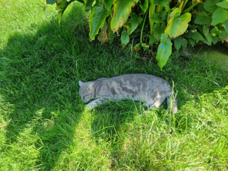 Illustration de l'article : Mystère autour de ce chat, qui a traversé la mer et s’est retrouvé à 100 kilomètres de chez lui