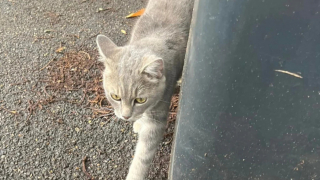 Illustration de l'article : Mystère autour de ce chat, qui a traversé la mer et s’est retrouvé à 100 kilomètres de chez lui