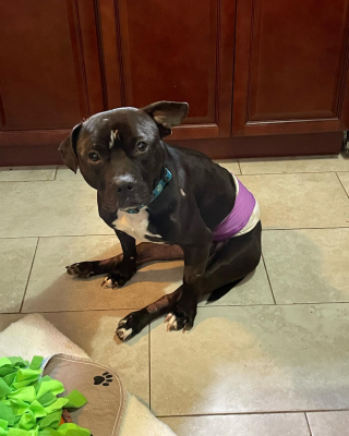 Illustration de l'article : Retrouvé paralysé sur une voie ferrée, ce chien reprend goût à la vie après son calvaire