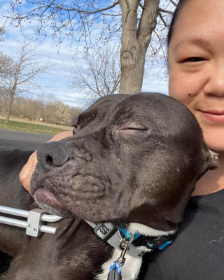 Illustration de l'article : Retrouvé paralysé sur une voie ferrée, ce chien reprend goût à la vie après son calvaire