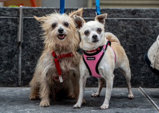 Illustration de l'article : Un petit chien est le seul que personne ne vient rencontrer lors d’un événement d’adoption (vidéo)