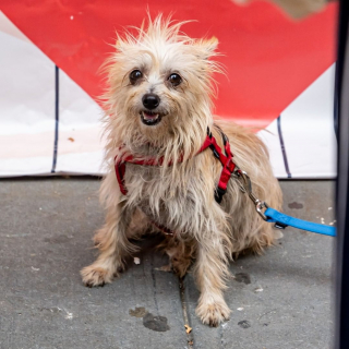Illustration de l'article : Un petit chien est le seul que personne ne vient rencontrer lors d’un événement d’adoption (vidéo)