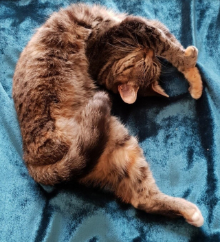 Illustration de l'article : Mobilisation générale pour retrouver Reba, un chat à 3 pattes qui n’avait jamais fugué auparavant