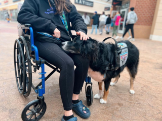 Illustration de l'article : Ce chien d’assistance n’a pas hésité à braver les interdits pour sauver la vie de sa maîtresse (vidéo)