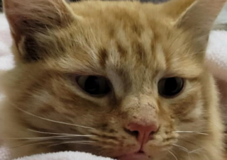 Illustration de l'article : Les pompiers se mobilisent pour venir en aide à un chat coincé dans un mur entre deux bâtiments 