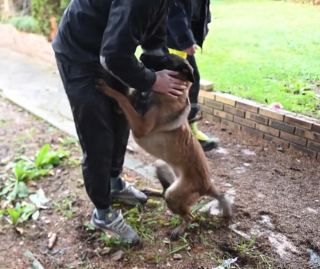 Illustration de l'article : 5 sauveteurs se mobilisent pour sauver un Berger Belge Malinois pris au piège entre 2 murs