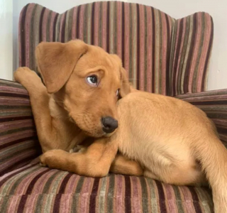 Illustration de l'article : 16 photos de chiens prenant des poses irrésistibles face à l'objectif