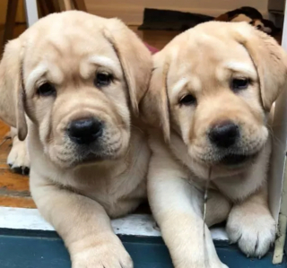 Illustration de l'article : 16 photos de chiens prenant des poses irrésistibles face à l'objectif