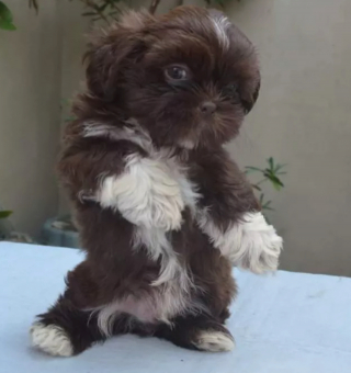 Illustration de l'article : 16 photos de chiens prenant des poses irrésistibles face à l'objectif