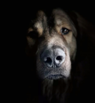 Illustration de l'article : 16 photos de chiens prenant des poses irrésistibles face à l'objectif