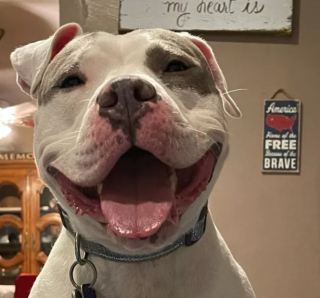 Illustration de l'article : 16 photos de chiens prenant des poses irrésistibles face à l'objectif