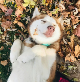 Illustration de l'article : 16 photos de chiens prenant des poses irrésistibles face à l'objectif