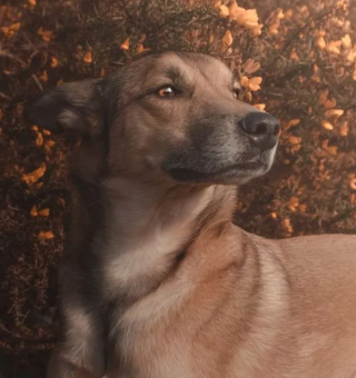 Illustration de l'article : 16 photos de chiens prenant des poses irrésistibles face à l'objectif