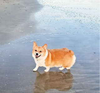 Illustration de l'article : 16 photos de chiens prenant des poses irrésistibles face à l'objectif