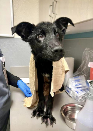 Illustration de l'article : Un chiot de 8 mois sauvé après avoir été enfermé dans une cage toute sa vie et brûlé aux pattes par son propriétaire