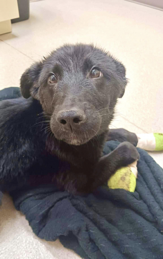 Illustration de l'article : Un chiot de 8 mois sauvé après avoir été enfermé dans une cage toute sa vie et brûlé aux pattes par son propriétaire