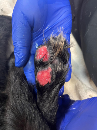 Illustration de l'article : Un chiot de 8 mois sauvé après avoir été enfermé dans une cage toute sa vie et brûlé aux pattes par son propriétaire