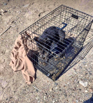 Illustration de l'article : Un chiot de 8 mois sauvé après avoir été enfermé dans une cage toute sa vie et brûlé aux pattes par son propriétaire