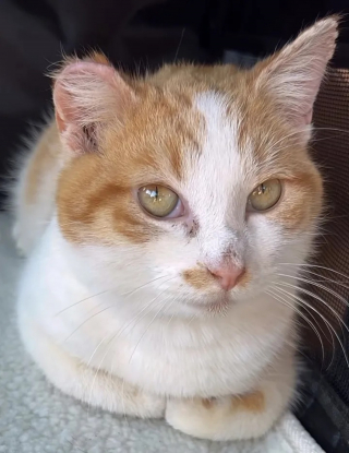 Illustration de l'article : Un amour de chaton retrouvé frigorifié s'offre un nouveau départ grâce à une bonne samaritaine