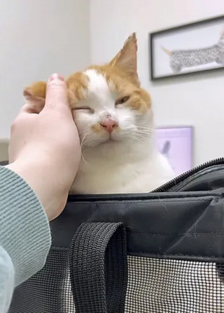 Illustration de l'article : Un amour de chaton retrouvé frigorifié s'offre un nouveau départ grâce à une bonne samaritaine