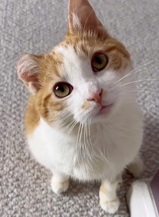 Illustration de l'article : Un amour de chaton retrouvé frigorifié s'offre un nouveau départ grâce à une bonne samaritaine