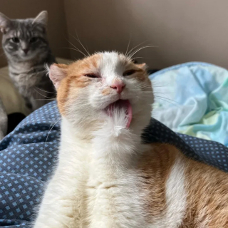 Illustration de l'article : Un amour de chaton retrouvé frigorifié s'offre un nouveau départ grâce à une bonne samaritaine