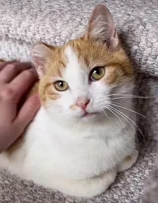 Illustration de l'article : Un amour de chaton retrouvé frigorifié s'offre un nouveau départ grâce à une bonne samaritaine