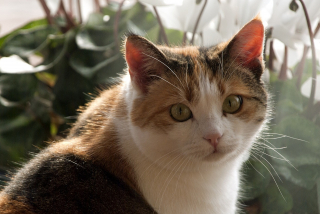 Illustration de l'article : 7 comportements humains dérangeant les chats et qu'il convient d'identifier pour respecter leur bien-être