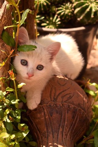 Illustration de l'article : 7 comportements humains dérangeant les chats et qu'il convient d'identifier pour respecter leur bien-être