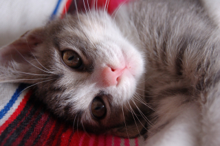 Illustration de l'article : 7 comportements humains dérangeant les chats et qu'il convient d'identifier pour respecter leur bien-être