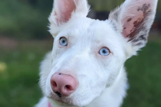 Illustration de l'article : Willow, chienne sourde en quête d'un foyer aimant, charme tout le monde par sa résilience et son intelligence