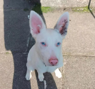 Illustration de l'article : Willow, chienne sourde en quête d'un foyer aimant, charme tout le monde par sa résilience et son intelligence