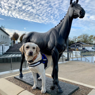 Illustration de l'article : La métamorphose de Bonnie, chienne négligée qui entame une carrière prometteuse dans la police