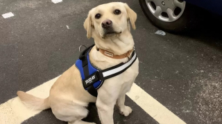 Illustration de l'article : La métamorphose de Bonnie, chienne négligée qui entame une carrière prometteuse dans la police