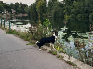 Illustration de l'article : L'amour pour les canards mène un Border Collie à risquer sa vie dans une rivière