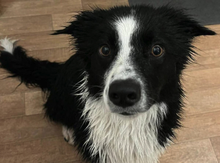 Illustration de l'article : L'amour pour les canards mène un Border Collie à risquer sa vie dans une rivière
