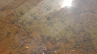 Illustration de l'article : Un chien se retrouve entre la vie et la mort après avoir bu l’eau d’une rivière