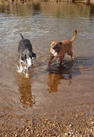Illustration de l'article : Un chien se retrouve entre la vie et la mort après avoir bu l’eau d’une rivière