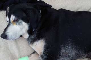 Illustration de l'article : Un chien se retrouve entre la vie et la mort après avoir bu l’eau d’une rivière