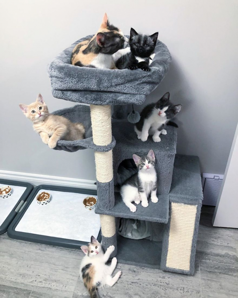 https://www.pets-dating.com/assets/ckeditor/2023/jun/actualities/2120/xl/xx-photos-de-janie-chaton-miracule-au-magnifique-pelage-argente-869a16bc5.jpg