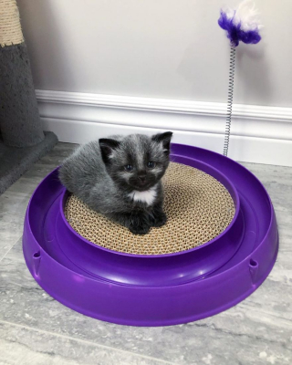 Illustration de l'article : 20 photos de Janie, chaton miraculé au magnifique pelage argenté