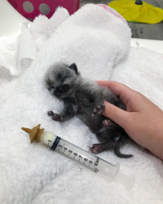 Illustration de l'article : 20 photos de Janie, chaton miraculé au magnifique pelage argenté