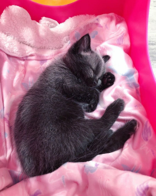 Illustration de l'article : 20 photos de Janie, chaton miraculé au magnifique pelage argenté